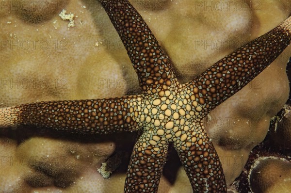 Underwater photo close-up of New Caledonia Starfish (Nardoa novaecaledoniae) Yellow Net Star,