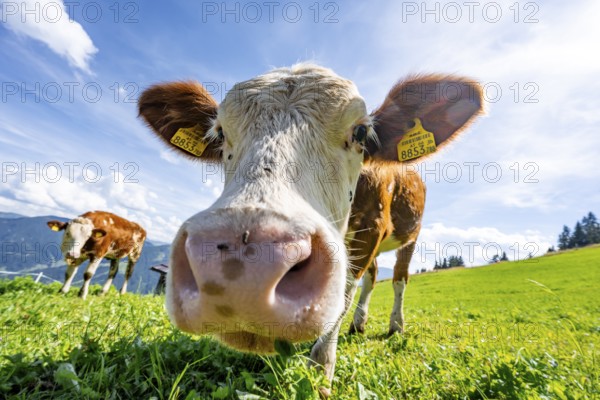 Two young curious calves (Bos primigenius taurus), cows on an alpine meadow, stretching their