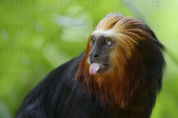 Golden-headed lion tamarin (Leontopithecus chrysomelas), captive, occurrence in Brazil, Malaysia,
