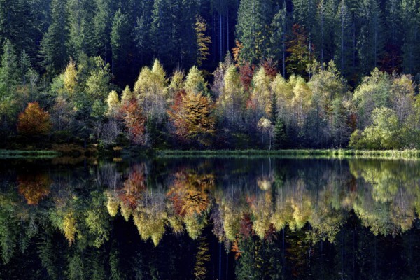 Trees reflected in the Sankenbachsee, Karsee, autumn, near Baiersbronn, Freudenstadt district,