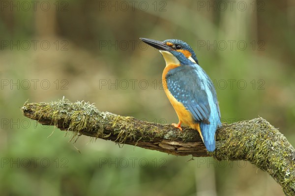 Common kingfisher (Alcedo atthis), male on mossy branch on perch, Wilden, North Rhine-Westphalia,