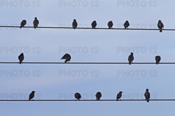 A flock of European common starling (Sturnus vulgaris) preening their feathers on a high-voltage