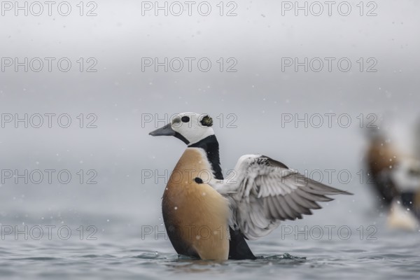 Steller's eider (Polysticta stelleri), male, splendid plumage, Batsfjord, Båtsfjord, Varanger
