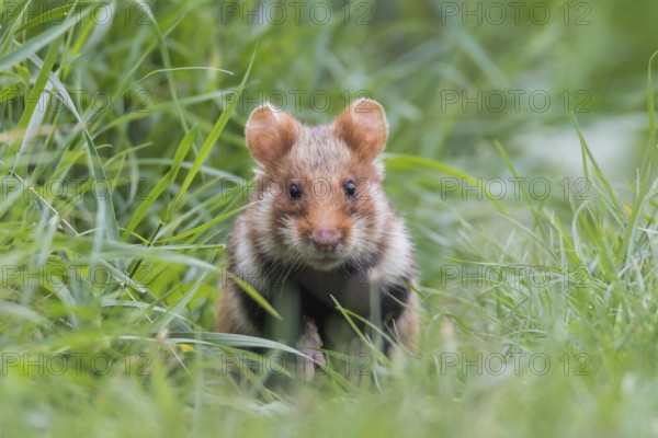 European hamster (Cricetus cricetus), sits in meadow, Neusiedeler See National Park, Burgenland,