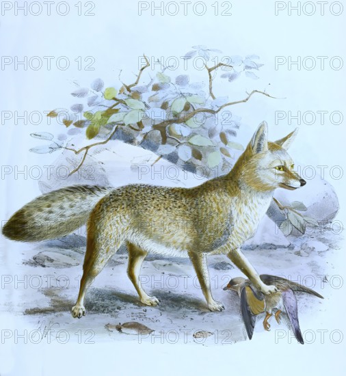 Black-backed jackal (Lupulella mesomelas), Canis mesomelas, Historical, digitally restored