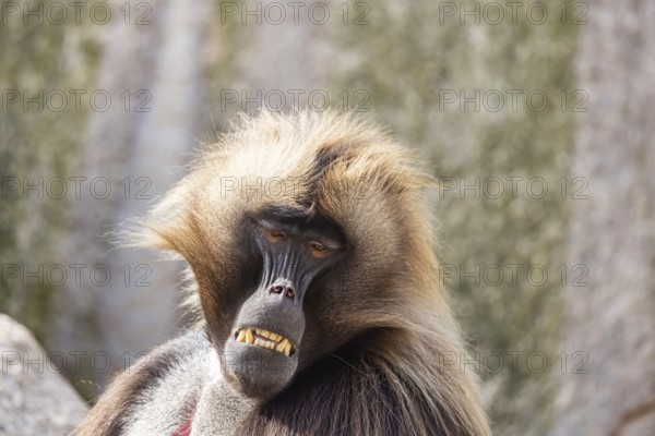 Djelada, blood-breasted baboon (Theropithecus gelada) at Wilhelma. Stuttgart Zoological and