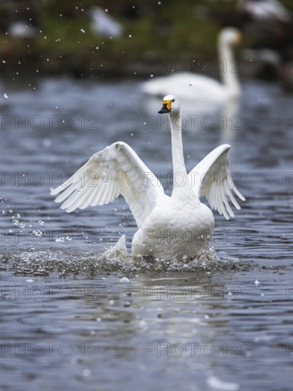 Tundra Swan, Bewick's Swan, Cygnus columbianus at winter in Slimbridge, England, United Kingdom,