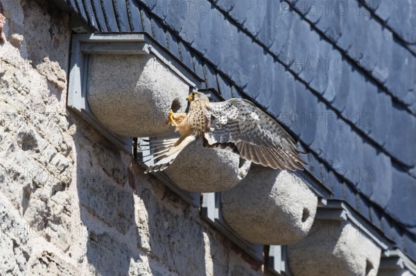 Common Kestrel (Falco tinnunculus), adult male clinging to a swift's artificial nesting box, trying