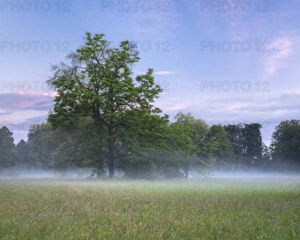 Morning atmosphere in the Elbe meadows near Wörlitz, meadow and group of trees in the morning mist,