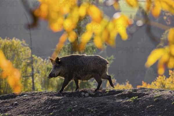 One wild boar or wild pig (Sus scrofa) stands on an opening. Early morning light and framed with
