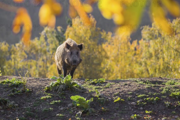 One wild boar or wild pig (Sus scrofa) stands on an opening. Early morning light and framed with