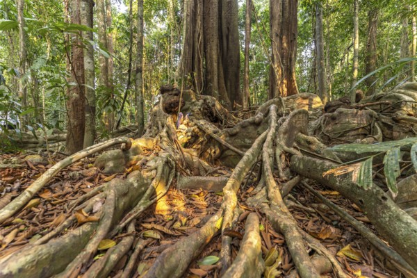 Ancient jungle giant Makayuk, The Old Tree in the jungle of the island of Ko Kut or Koh Kood in the