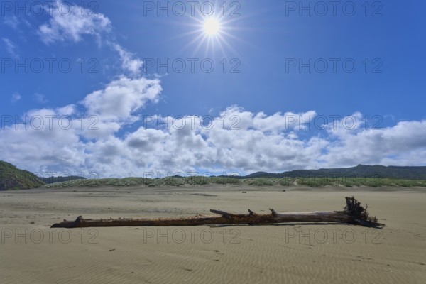 Sunny beach with driftwood under a clear sky, Bethells Beach, Te Henga, Auckland, New Zealand,