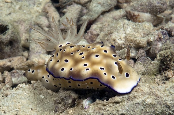Underwater photo of nudibranch (Risbecia tryoni) protecting juvenile under its own body, Pacific