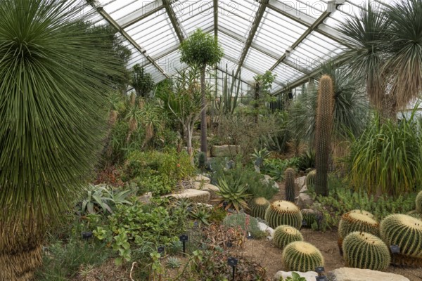 A variety of cacti and succulents in a spacious greenhouse, Princess of Wales Conservatory, Royal