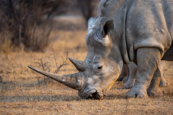 Southern white rhinoceros (Ceratotherium simum simum), rhino grazing in the evening light, animal