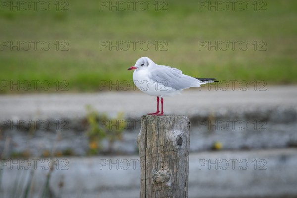 A seagull (Larinae) sits on a wooden post in a quiet landscape, Podersdorf, Burgenland, Austria,