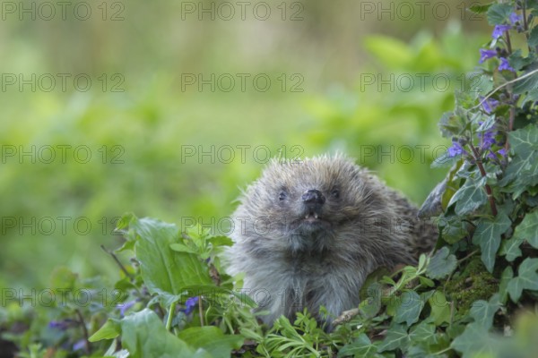 European hedgehog (Erinaceus europaeus) adult animal in a springtime woodland, England, United