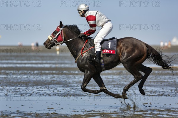 Rider, horse at a gallop, gallop race in the mudflats, Duhner Wattrennen 2019, Duhnen, Cuxhaven,