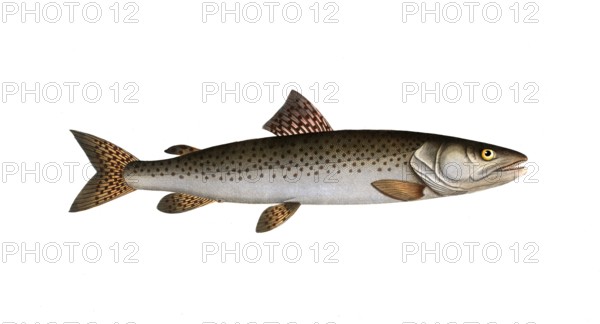 Fish, Fish, Salmon family, Salmo huctio, the Heuch, the River family of salmon fish, Salmon,