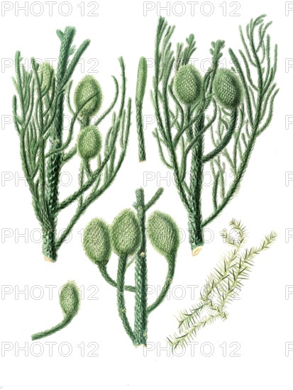New Guinea Araucaria, Araucaria cunninghamii, tree, digitally improved reproduction of an original