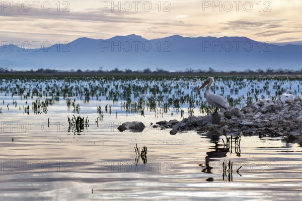 Dalmatian Pelican (Pelecanus crispus) on an island in Lake Kerkini, Lake Kerkini, dawn, Central