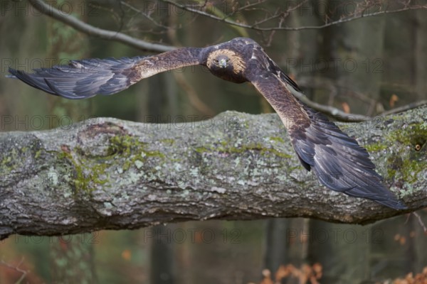 Golden eagle in flight (Aquila chrysaetos) Bavaria, Germany, Europe