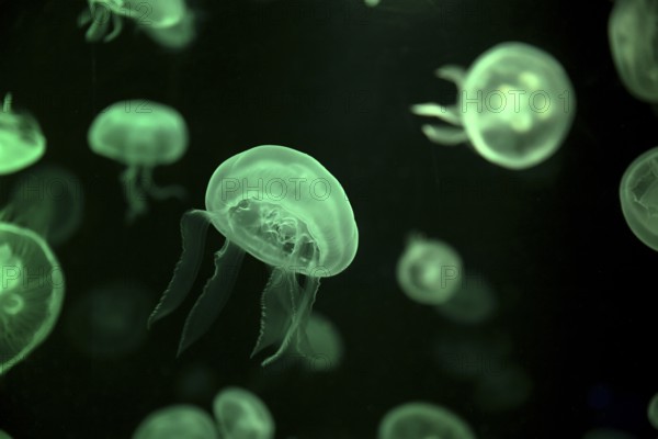 Moon jellyfish (Aurelia aurita) in a tank of the Bang Saen Aquarium, Chonburi Province, Thailand,