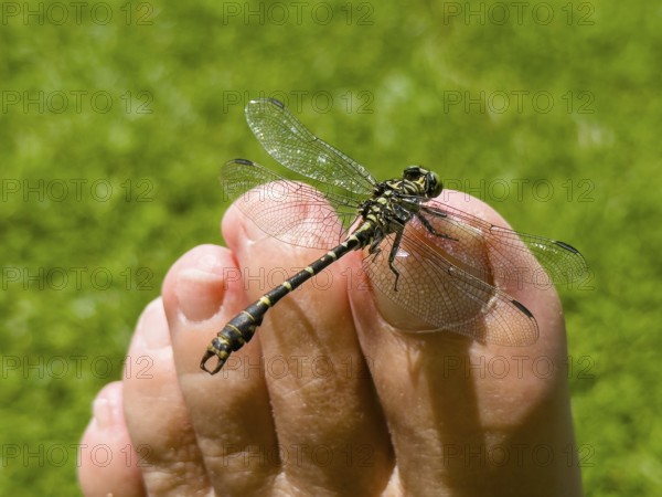 Onychogomphus forcipatus (Onychogomphus forcipatus) sitting on foot toe, Lake Neubeur, Bavaria,