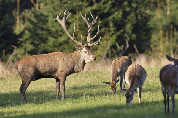 Red deer (Cervus elaphus) in mating season, capital stag with hinds in a forest clearing, wildlife,