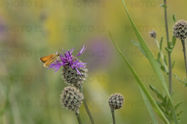 Small skipper butterfly (Thymelicus sylvestris) adult insect feeding on a Knapweed flower in