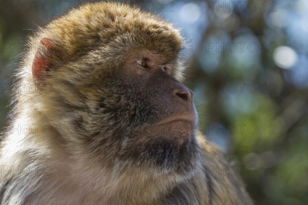 Barbary macaque (Macaca sylvanus), also called Magot, Gibraltar, British territory in southern