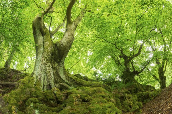 Gnarled old beech trees with moss-covered roots, Kellerwald-Edersee National Park, Bad Wildungen,