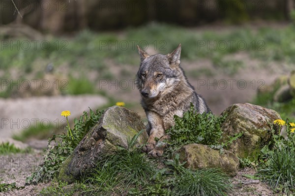 Portrait of one eurasian gray wolf (Canis lupus lupus) resting on a rock with green vegetation and
