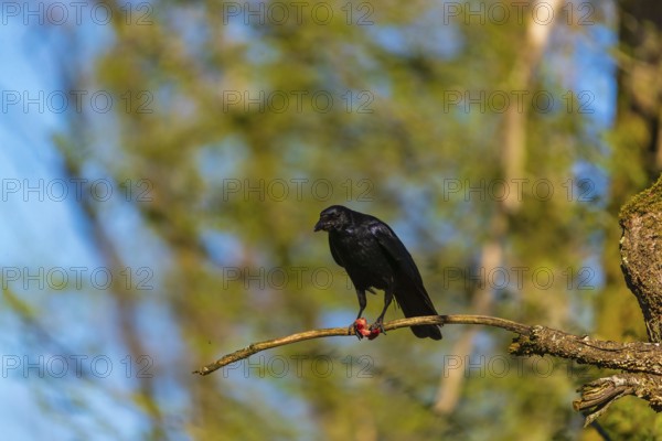 One carrion crow (Corvus corone), sitting high up in a tree in bright sunlight with a blue sky in