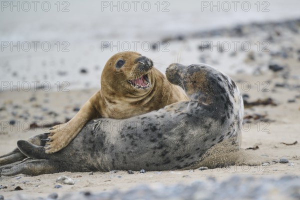 Grey seal (Halichoerus grypus) playing with each other on the beach, Düne, Helgoland,