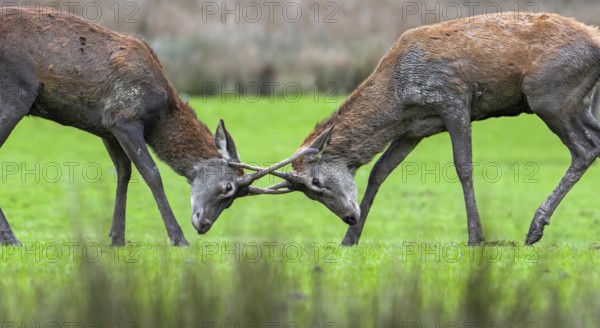 Two red deer (Cervus elaphus) brockets, second year stags with simple, unbranched antlers fighting