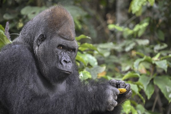 Western lowland gorilla (Gorilla gorilla gorilla) with a banana, Réserve Lésio-Louna nature