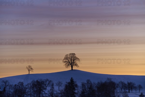 Two linden trees on a hill in front of a colourful sunrise sky creating a peaceful and calm