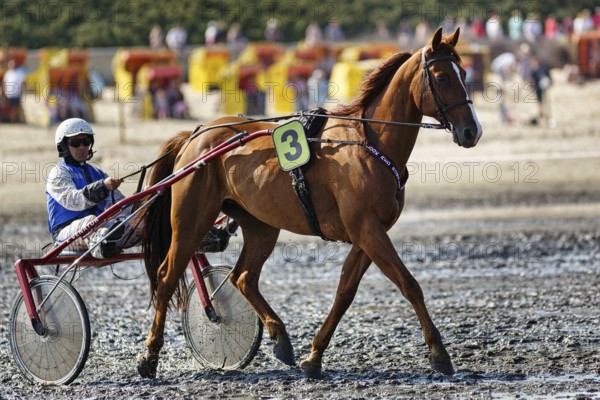 Horse with sulky, trotter, horse-drawn carriage, trotting race in the mudflats, Duhner Wattrennen