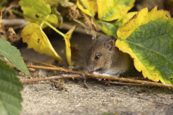 Brown rat (Rattus norvegicus) juvenile baby rodent animal feeding amongst brambles on a pathway,