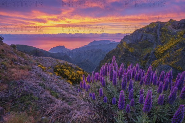 View near Pico do Arieiro of mountains over clouds with Pride of Madeira flowers and blooming