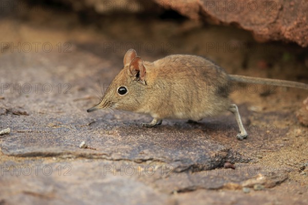 Short-eared elephant shrew, (Macroscelides probosideus), adult, foraging, Mountain Zebra National