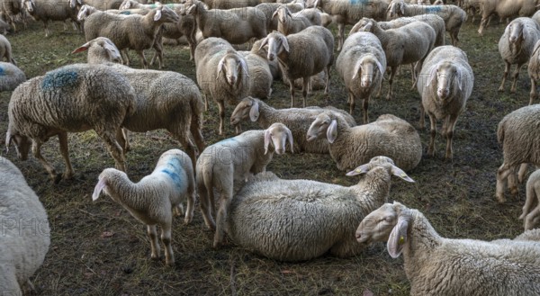 A herd of Merinoland sheep in a fenced pasture, Thuisbrunn, Upper Franconia, Bavaria, Germany,