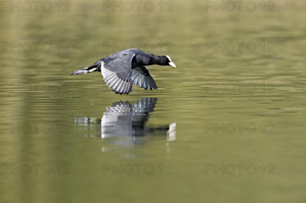 Eurasian Coot (Fulica atra), adult bird flying over the water, Flachsee, Canton Aargau,