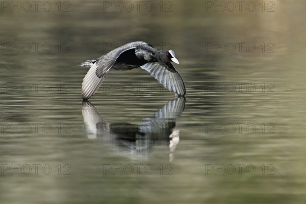 Eurasian Coot (Fulica atra), adult bird flying over the water, Flachsee, Canton Aargau,