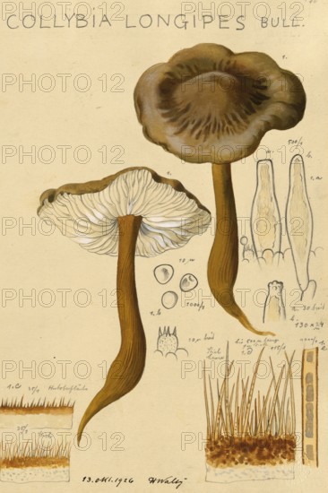 Mushroom, Mushrooms, Brown-haired root carrot, Xerula longipes, Collybia maculata, authentic