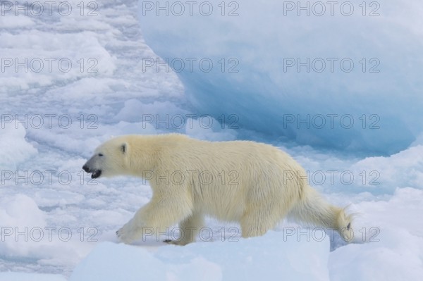 Lone polar bear (Ursus maritimus) hunting on pack ice, drift ice in the Arctic Ocean along the