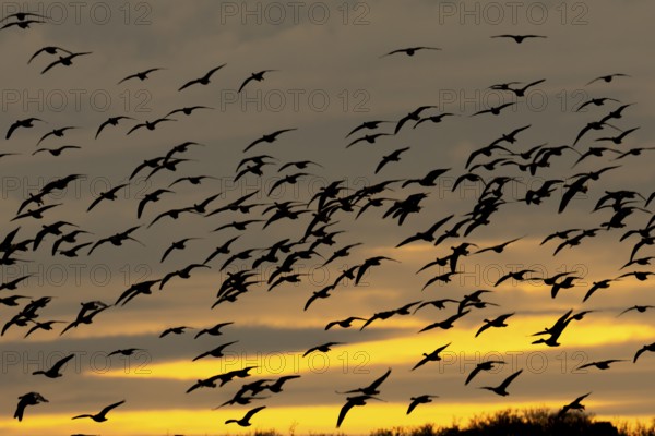 Pink-footed goose (Anser brachyrhynchus) silhouette of adult geese birds flying in a flock or skein