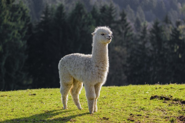 One young white Alpaca (Vicugna pacos) stands on a green meadow . A forest is in the distant